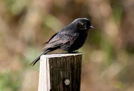 Attēlu rezultāti vaicājumam “Muscicapidae”