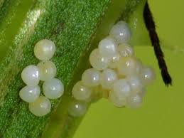 Attēlu rezultāti vaicājumam “Phragmatobia fuliginosa imago”