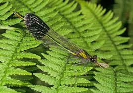 Attēlu rezultāti vaicājumam “Calopterygidae”