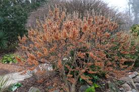Attēlu rezultāti vaicājumam “Hamamelis vernalis”