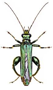 Attēlu rezultāti vaicājumam “Oedemera femorata”