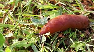 Attēlu rezultāti vaicājumam “Arion lusitanicus”