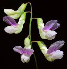 Attēlu rezultāti vaicājumam “Lathyrus palustris”