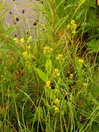 Attēlu rezultāti vaicājumam “Rorippa palustris leaf”