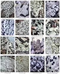 Attēlu rezultāti vaicājumam “Megalaria grossa”