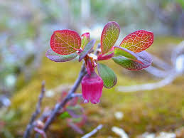 Attēlu rezultāti vaicājumam “Vaccinium uliginosum bud”