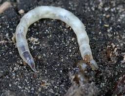 Attēlu rezultāti vaicājumam “Therevidae larva”