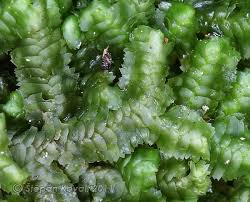 Attēlu rezultāti vaicājumam “Bazzania trilobata”