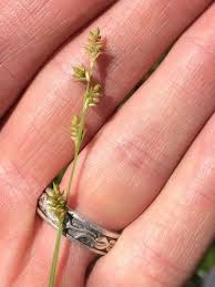 Attēlu rezultāti vaicājumam “Carex remota fruit”