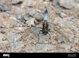 Attēlu rezultāti vaicājumam “Orthetrum cancellatum male”