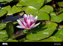 Attēlu rezultāti vaicājumam “Nymphaea candida flower”