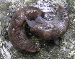 Attēlu rezultāti vaicājumam “Lycogala convexum young”