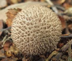 Attēlu rezultāti vaicājumam “Lycoperdon echinatum”