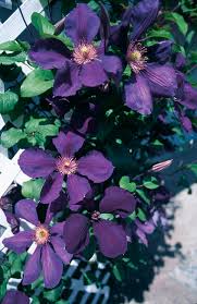 Attēlu rezultāti vaicājumam “Clematis flower”