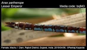 Attēlu rezultāti vaicājumam “Anax parthenope”