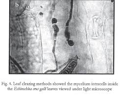 Attēlu rezultāti vaicājumam “Echinochloa crus-galli leaf”