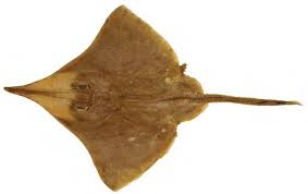 Image result for Dipturus intermedius