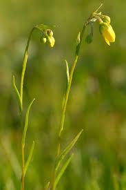Attēlu rezultāti vaicājumam “Saxifraga hirculus flower”