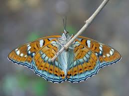 Attēlu rezultāti vaicājumam “Limenitis populi”