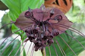 Image result for Tacca chantrieri
