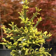 Attēlu rezultāti vaicājumam “Pinus sylvestris var. turfosa”