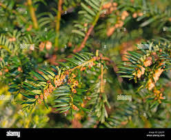 Attēlu rezultāti vaicājumam “Taxus baccata female flower”
