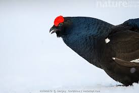 Image result for Tetrao tetrix