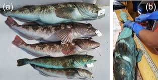 Image result for Ophiodon elongatus