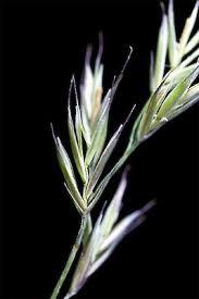 Attēlu rezultāti vaicājumam “Festuca rubra subsp. rubra fruit”