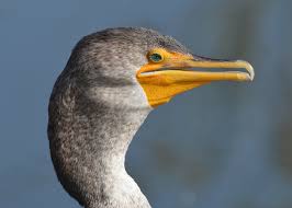 Image result for Phalacrocorax auritus