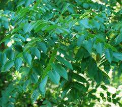 Attēlu rezultāti vaicājumam “Juglans x sinensis”