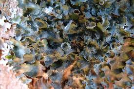 Attēlu rezultāti vaicājumam “Pleurosticta acetabulum”