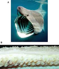 Image result for Furgaleus macki