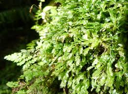 Attēlu rezultāti vaicājumam “Bryales”