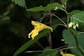 Attēlu rezultāti vaicājumam “Impatiens noli-tangere”