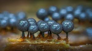 Attēlu rezultāti vaicājumam “Cribraria argillacea macro”