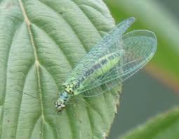 Attēlu rezultāti vaicājumam “Chrysopa”