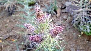 Image result for Ptilostemon afer