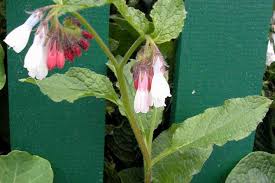 Attēlu rezultāti vaicājumam “Symphytum officinale bud”