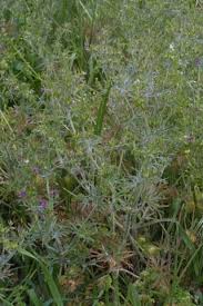 Attēlu rezultāti vaicājumam “Geranium dissectum leaf”
