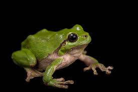 Attēlu rezultāti vaicājumam “Hyla arborea”