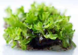 Attēlu rezultāti vaicājumam “Riccia rhenana”