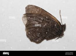 Attēlu rezultāti vaicājumam “Oeneis jutta”