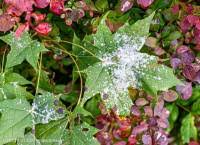 Attēlu rezultāti vaicājumam “Sawadaea tulasnei”