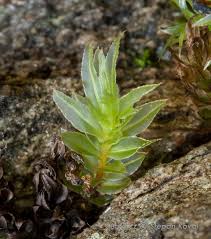 Attēlu rezultāti vaicājumam “Mnium lycopodioides”