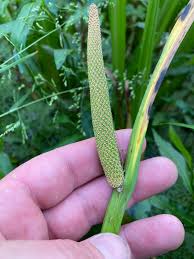 Attēlu rezultāti vaicājumam “Acoraceae”