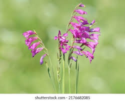 Attēlu rezultāti vaicājumam “Gladiolus imbricatus flower”