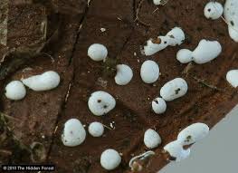 Attēlu rezultāti vaicājumam “Didymium difforme spores”