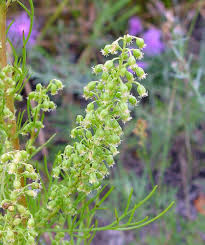 Image result for Artemisia caudata