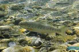 Image result for Salmo trutta trutta